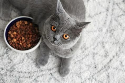 Cat Food Allergies: Common Causes and Treatments | Great Pet Care