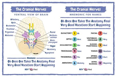 Cranial Nerves Mnemonics Anatomy Simplified Cranial Nerves | Images and Photos finder