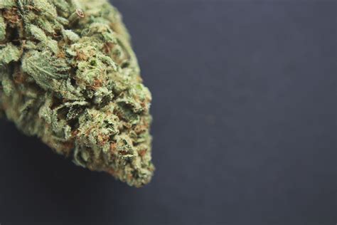 Stardawg Strain Review | The Stoner Mom Reviews