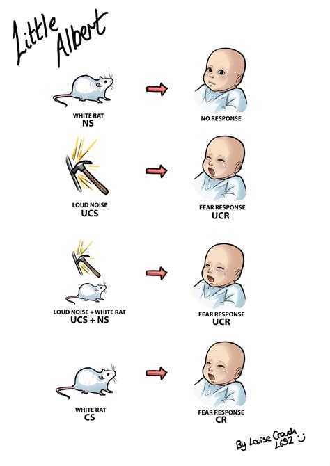 little albert - Google Search | Operant conditioning, Psychology notes, Psychology wallpaper