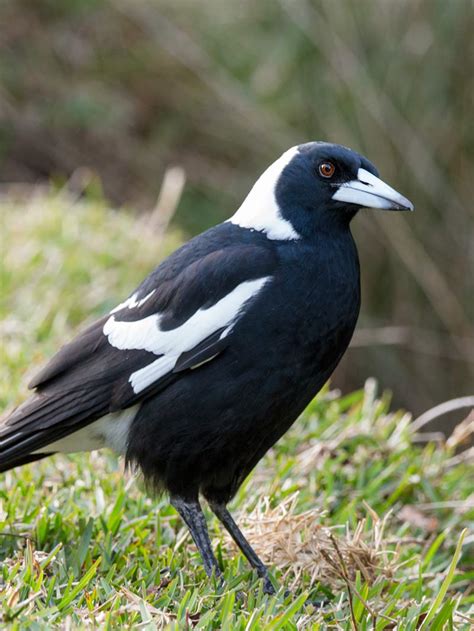 Australian Magpie - Song & Calls | Wildlife Sounds by Wild Ambience