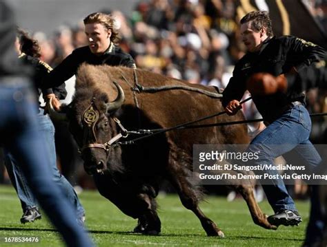 Ralphie Colorado Photos and Premium High Res Pictures - Getty Images