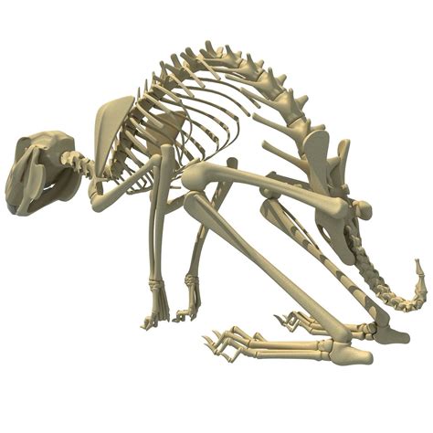 Rabbit Skeleton 3D model | CGTrader