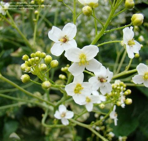 PlantFiles Pictures: Colewort, Flowering Kale, Giant Kale, Giant ...