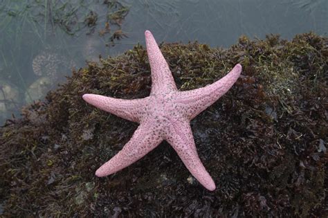 23 Amazing Fun Facts About Star Fish - Facts.net