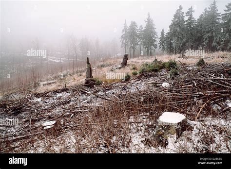 snow and fog in winter Harz mountains Stock Photo - Alamy