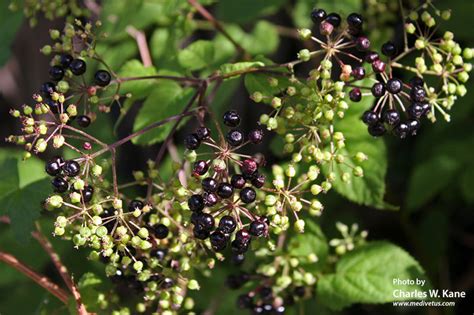 Aralia racemosa | Spikenard | Medicinal Uses | Charles W. Kane ...