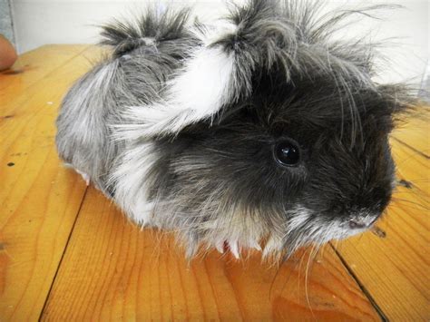 TobyFarm Pet Farm Tips and Care: Peruvian Guinea Pig