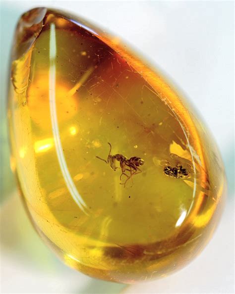 The Most Fashion: Amber Jewelry, Fine Jewelry With This Unique Stone