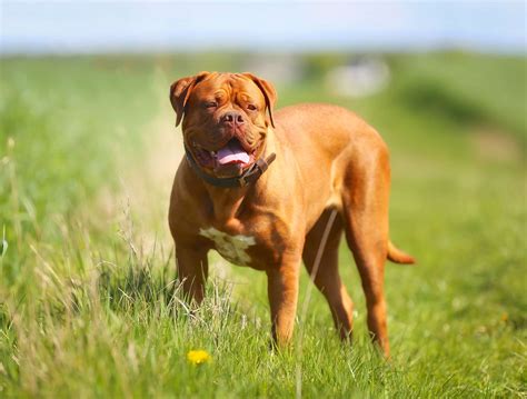 Dogue de Bordeaux (French Mastiff): Characteristics & Care