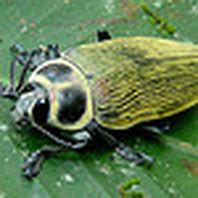 Insects - Explore the Amazon Rainforest!