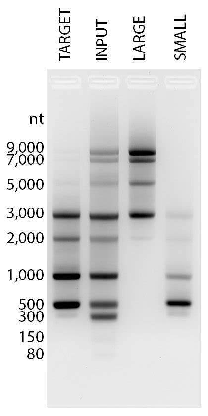 Does anyone have an experience of using AMpure XP beads for an RNA clean up? | ResearchGate