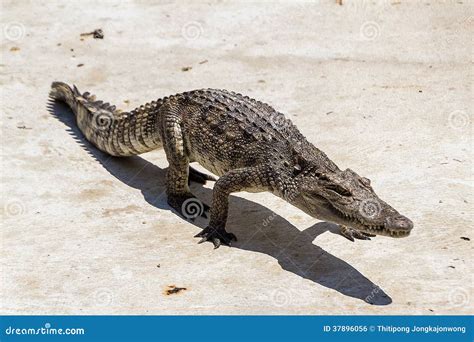 Crocodile walking stock photo. Image of hide, reptile - 37896056