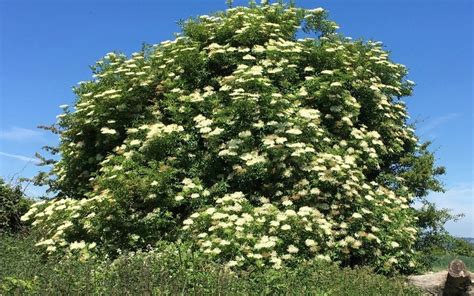 June 2019 - Tree Guide UK