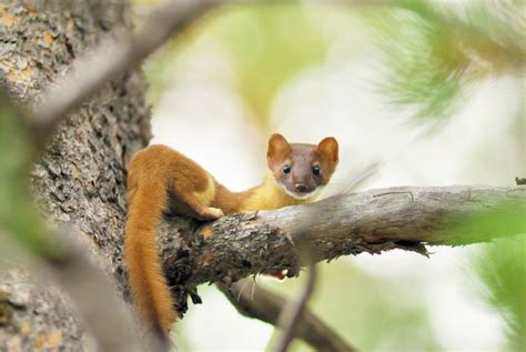 Species Spotlight: Long-Tailed Weasel is Cute but Ferocious - Western Riverside County Regional ...