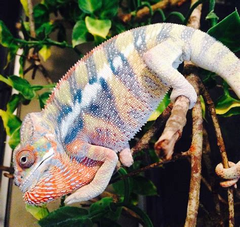 Juvenile Holdback Male Ambilobe Panther Chameleon for Sale #1 | Buy Panther Chameleons | FL Chams