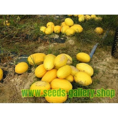 Canary Yellow Melon Seeds - Price €1.95