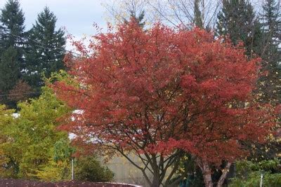 Autumn Brilliance Serviceberry | Great Plains Nursery