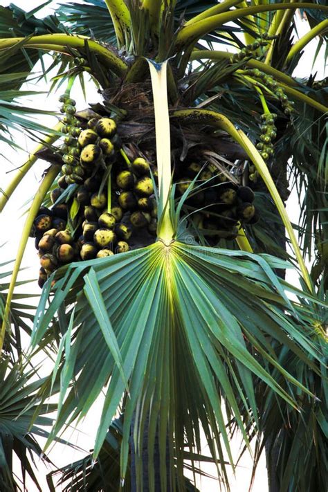 Nature Toddy Palm- and Palmyra- Tree Stock Photo - Image of small, branch: 53452698