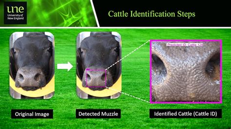 Cow noses are the fingerprint unlocking facial…