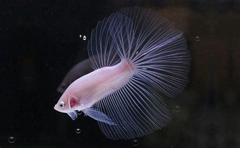 30+ Amazing Types of Betta Fish - Interesting Facts and Features