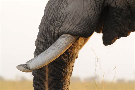 Elephant mouth, Amboseli National Park, Kenya | GRID-Arendal