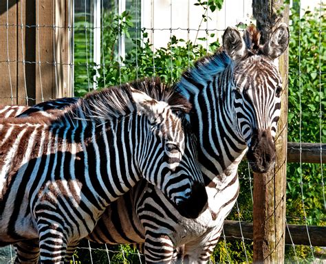 "Kito" with his mom "Sahara" #gvzoo | Vancouver, Zoo, Great places