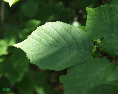 Corylus americana - Wikipedia Organic Gardening, Gardening Tips ...