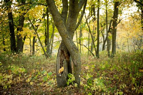 Intertwined Trees | RickAbbott | Flickr