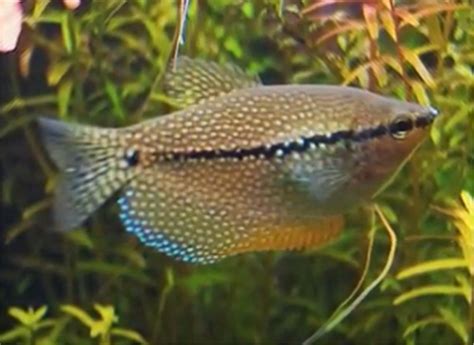 Pearl Gourami 101: The Ultimate Guide for Novice Fish Keepers