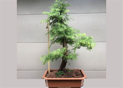 Care guide for Redwood Bonsai (Metasequoia and Sequoia) - Bonsai Empire