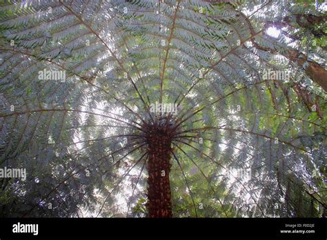 New Zealand Tree Fern in Mist Stock Photo - Alamy