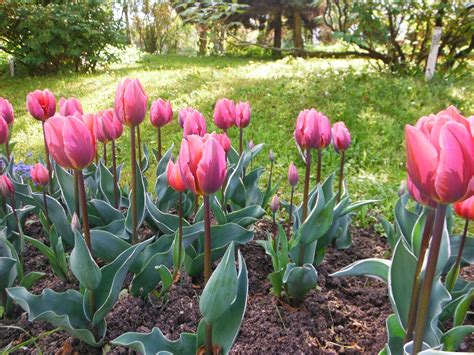 Grădină şi călătorii: Lalele in Grădina Botanică