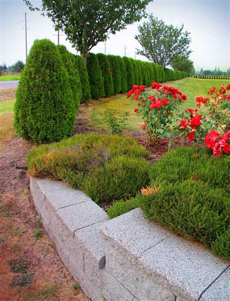 cedar tree hedges | Hedges, Cedar hedge, Landscape