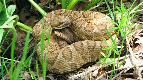 Great Basin Rattlesnake | Unexplained Mysteries Image Gallery