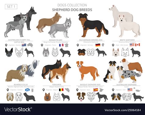 Shepherd and herding dogs collection isolated Vector Image