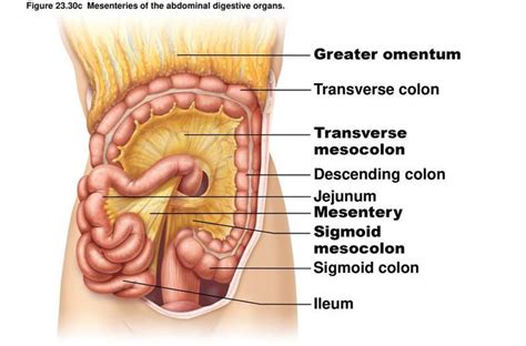 Mesentery and mesocolon - MEDizzy