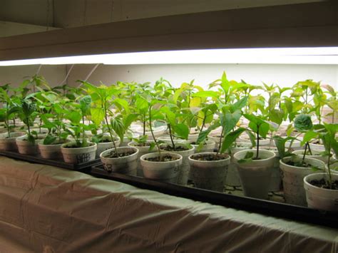 Pepper Seedlings - Country Life in BC