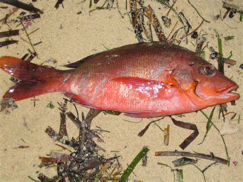 File:Fish lakshadweep kavaratti india.jpg - Wikimedia Commons