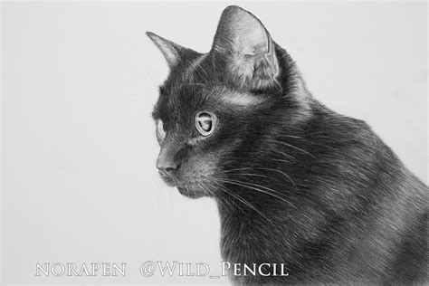 Pencil drawing - black cat on Behance