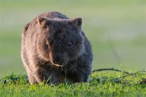 Wombat - Facts, Size, Diet, Pictures - All Animal Facts