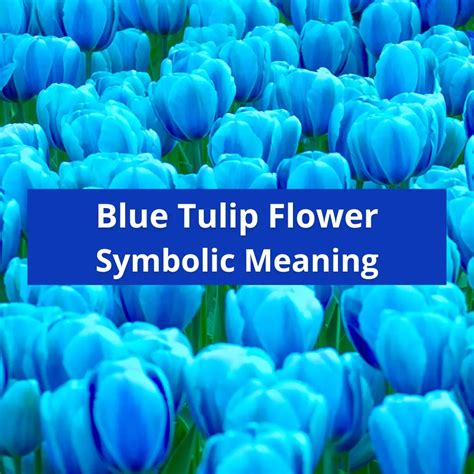 Blue Tulip Flowers: Symbolic Meaning