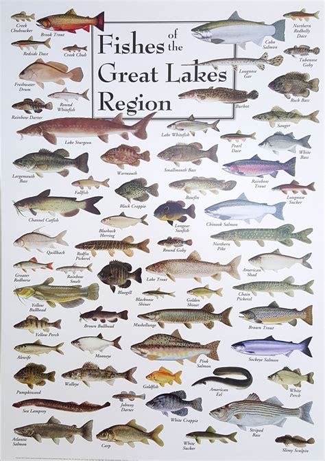 Lake Fish Types