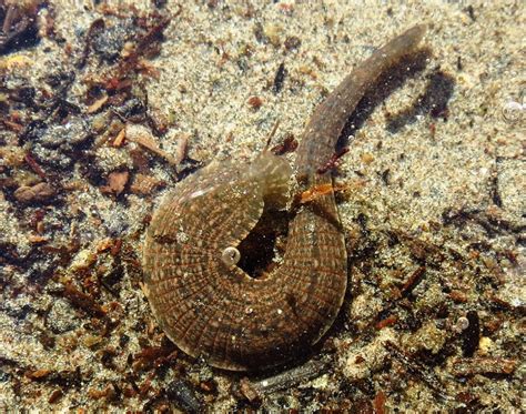 Leeches, Vancouver Island, BC | Gohiking.ca