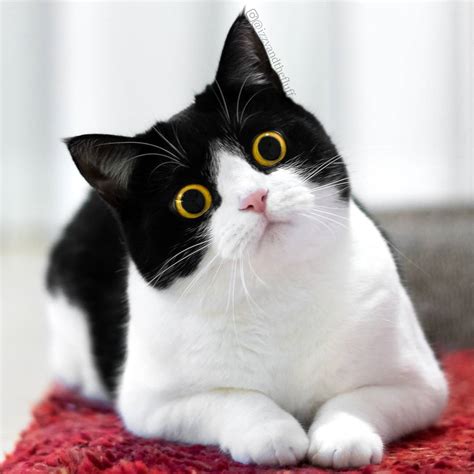 This is a real cat. Those are real eyes : r/aww