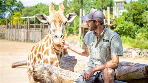 Giraffe | Vulnerable | Mammals | Auckland Zoo