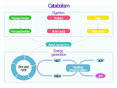 Catabolism schematic - Biochemical diagram | Metabolic pathway map - Biochemical diagram ...