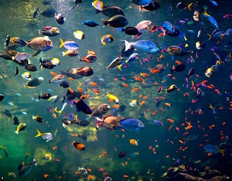 a rainbow under the sea | Underwater fish, Tropical fish, Pretty fish