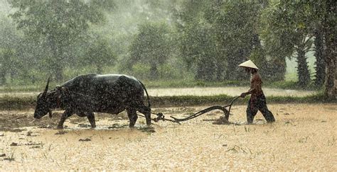 Hình ảnh con trâu đẹp