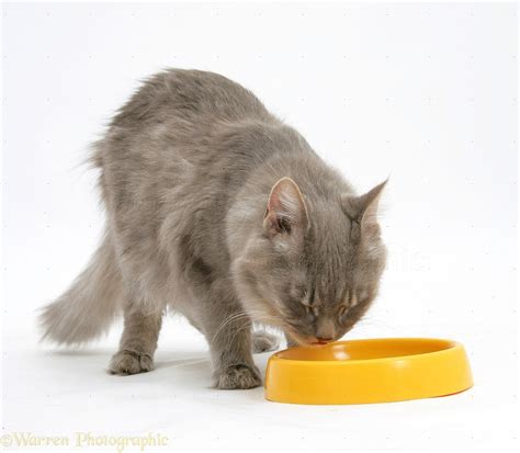 Maine Coon cat drinking water from a yellow plastic bowl photo WP18862